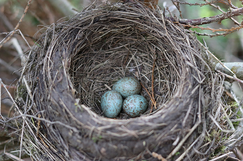 Egg laying of birds, La puesta de los huevos de las aves