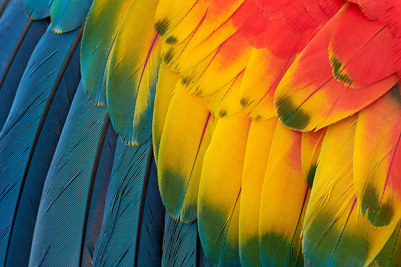 plumage of birds, Colorful plumage, Plumaje colorido de nuestras aves