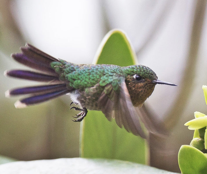 Santa Marta Metaltail, Metallura (tyrianthina) districta, Metalura Colirroja