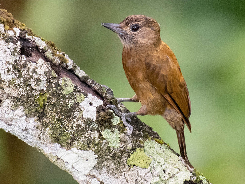 Female Smoky-brown-Woodpecker, Leuconotopicus fumigatus, Carpintero Pardov