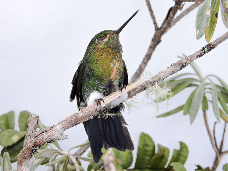 Female Gorgeted Puffleg, Coeligena phalerata, Inca Coliblanco