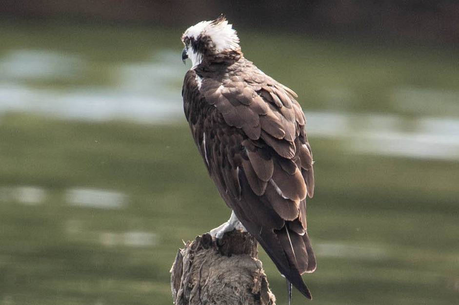 Osprey, Pandion haliaetus, Aguila Pescadora