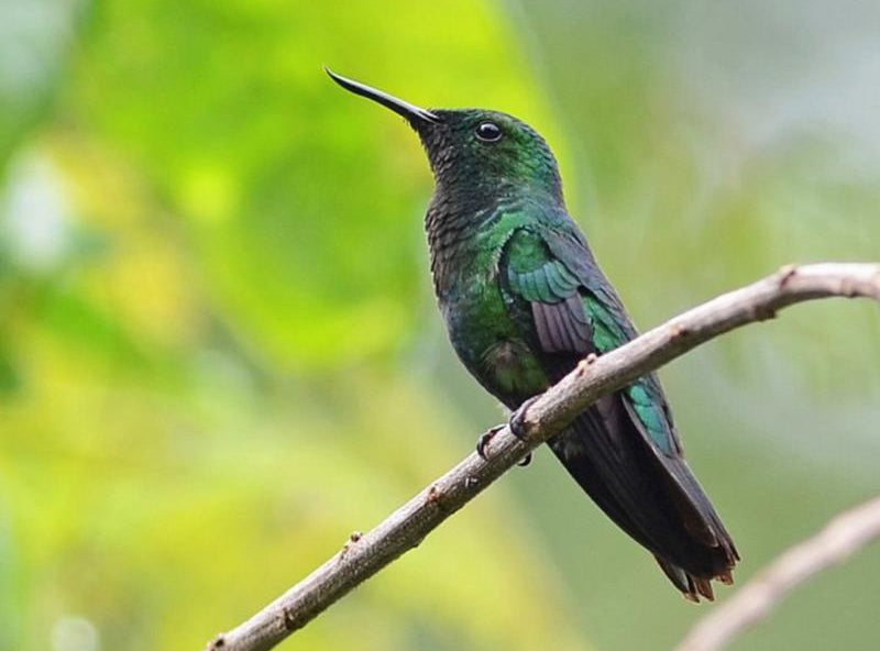 Fiery-tailed Awlbill, Avocettula recurvirostris, Colibrí Piquipunzón