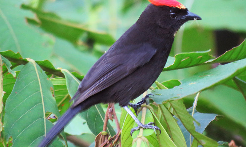 Flame-crested Tanager, Loriotus cristatus,  Parlotero Crestado