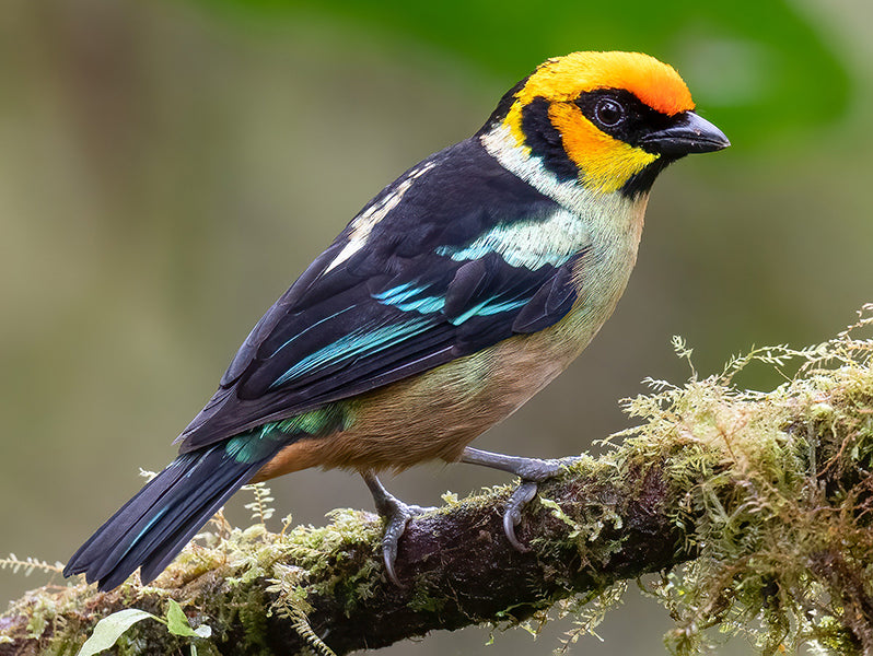 Flame-faced Tanager, Tangara parzudakii, Tangará Rabicunda