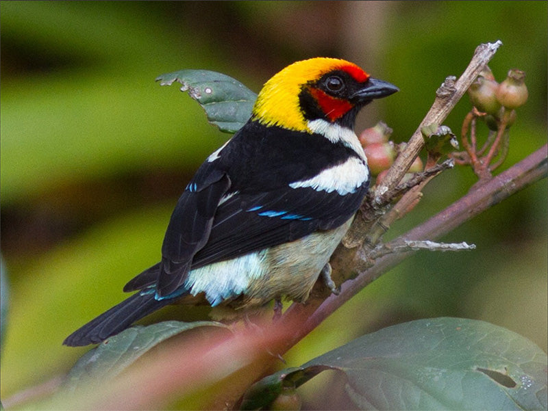 Flame-faced Tanager, Tangara (parzudakii) parzudakii, Tangará Rubicunda