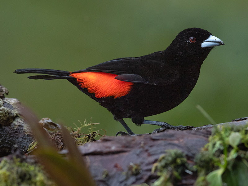 Flame-rumped-tanager, Rhamphocelus flammigerus,  Toche Enjalmado, Asoma Candela