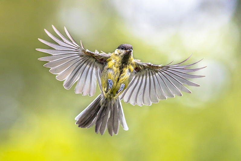 Flight speeds of birds, Vuelos rápidos de los pájaros