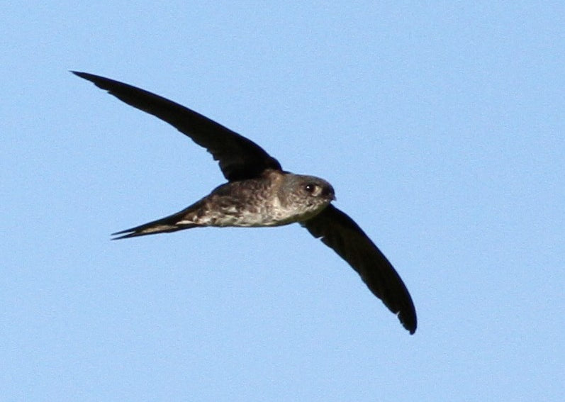 Fork-tailed Palm-swift, Tachornis squamata, Vencejo Palmero