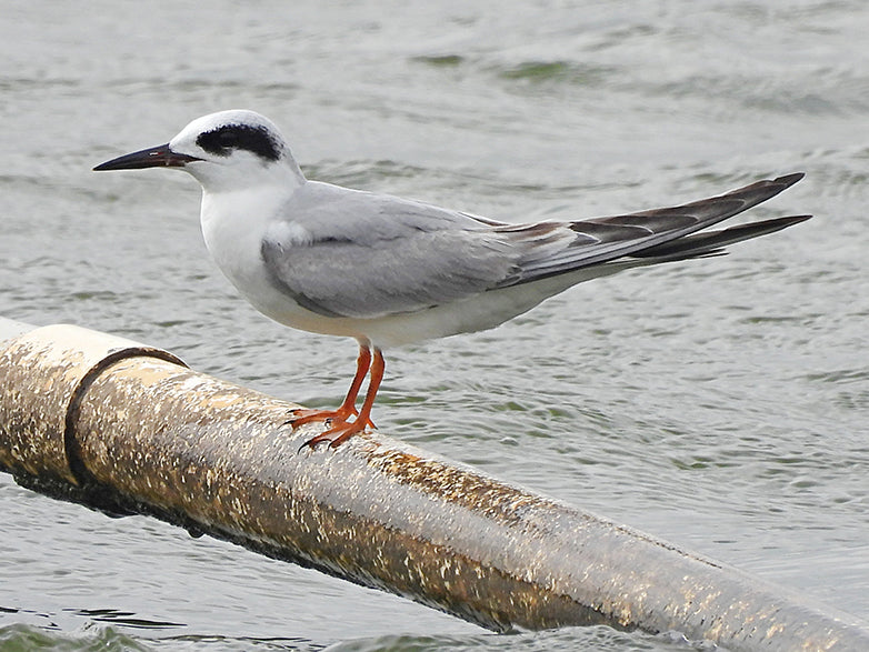 Forster's Tern, Sterna forsteri, Gaviotín de Forster