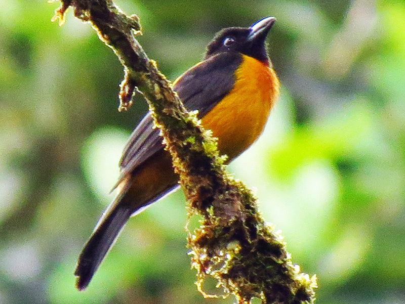 Fulvous-shrike Tanager, Lanio fulvus, Lanio Dentado