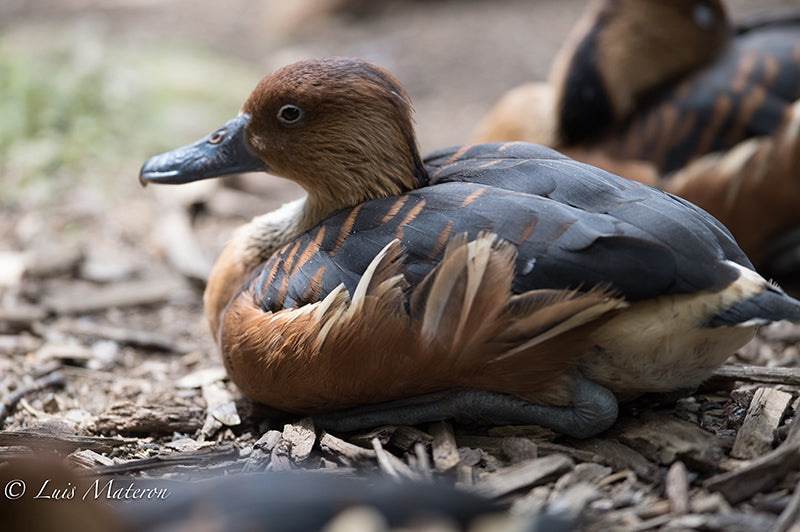 fulvous whistling duck, iguaza maria, Dendrocigna bicolor