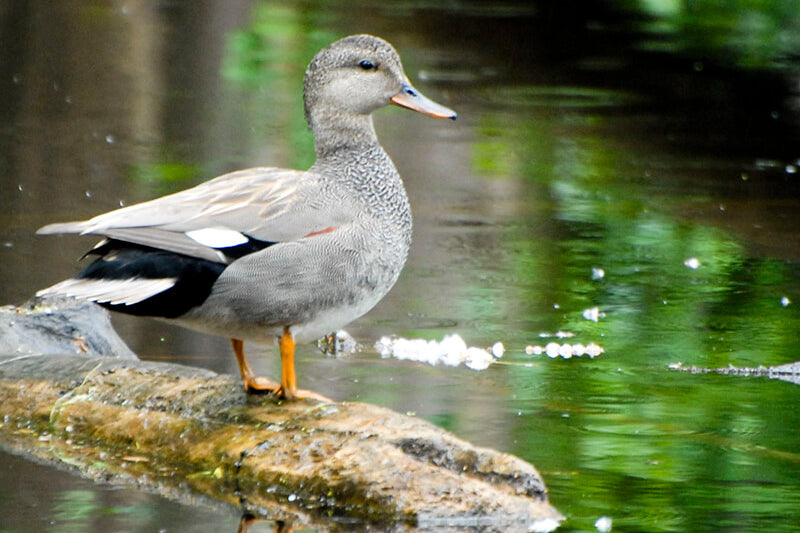 Mareca strepera, gadwall, pato friso