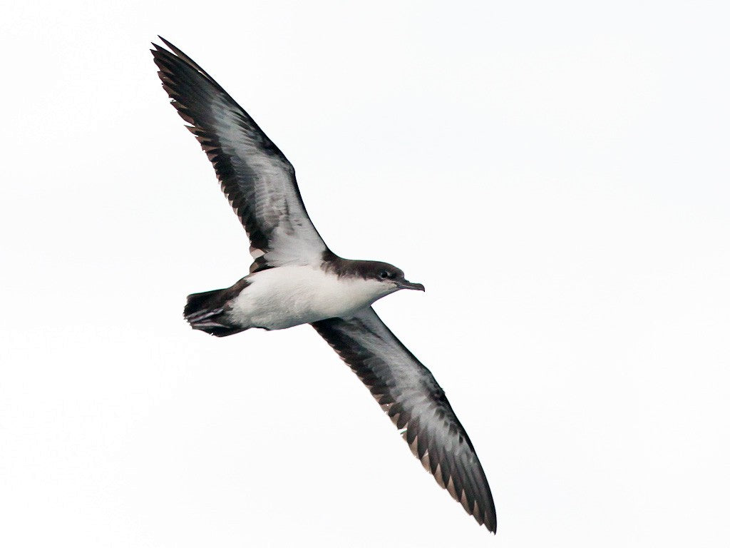 Galapagos Shearwater, Puffinus subalaris, Pardela de Galápagos