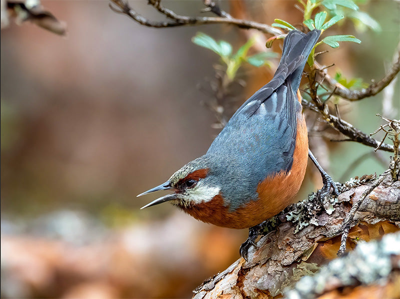 Giant- Conebill, Conirostrum binghami, Conirrostro Gigante