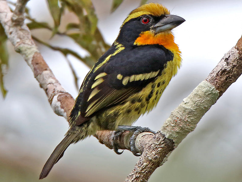 Gilded Barbet, Capito auratus, Torito Filigrana
