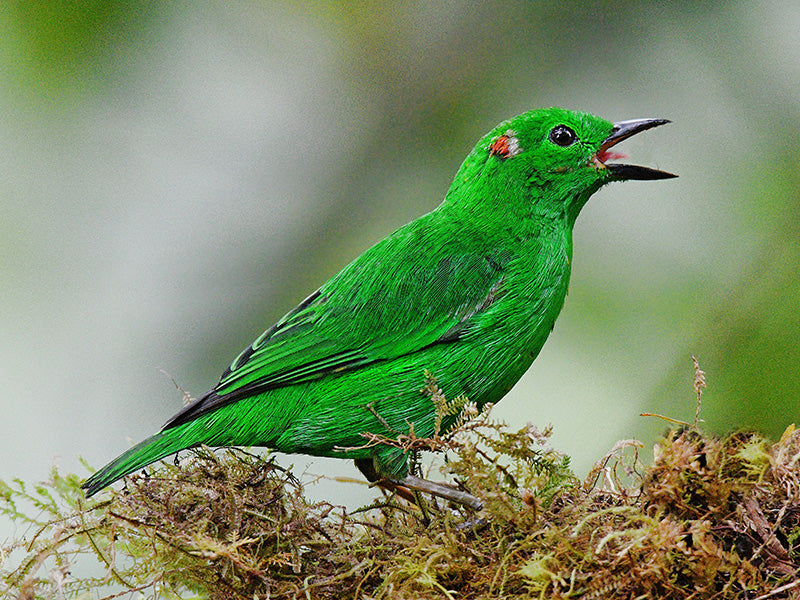 Glistening-green Tanager, Chlorochrysa phoenicotis, Tangará Esmeralda
