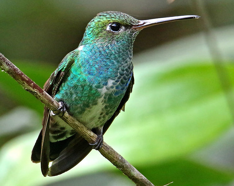 Glittering-throated Emerald, Chionomesa fimbriata, Amazilia Buchiblanca