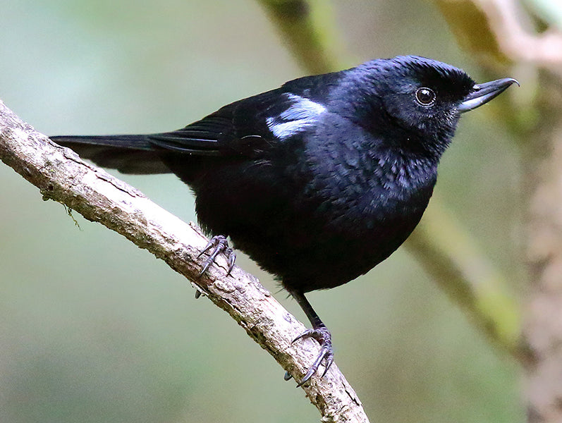 Glossy FLowerpiercer, Diglossa lafresnayii, Picaflor Lustroso