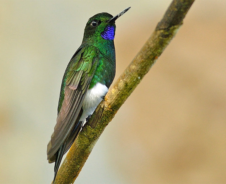 Glowing Puffleg, Eriocnemis vestita, Calzoncitos Relucientes