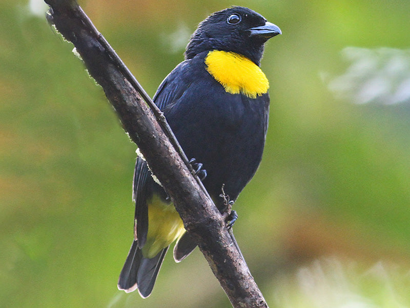 Golden-chested Tanager, Bangsia rothschildi, Tangará Pechidorada