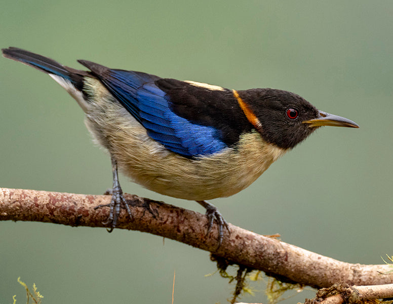 Golden-collared Honeycreeper, Iridophanes pulcherrimus, Mielero Opalino