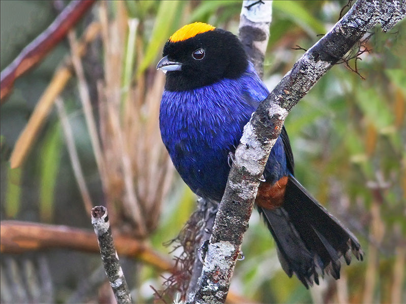 Golden-crowned Tanager, Iridosornis rufivertex, Musguerito Paramumo