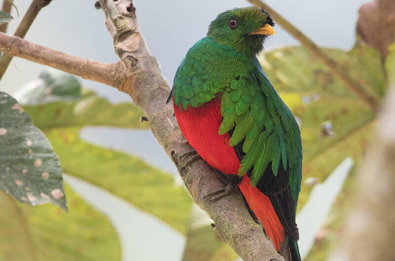 Golden-headed Quetzal, Pharomachrus auriceps, Quetzal Colinegro