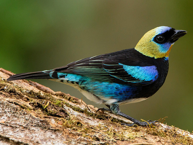 Golden-hooded Tanager, Stilpnia cyanicollis, Tangará Collareja