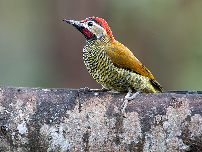 Golden-olive Woodpecker, Colaptes rubiginosus, Carpintero Cariblanco