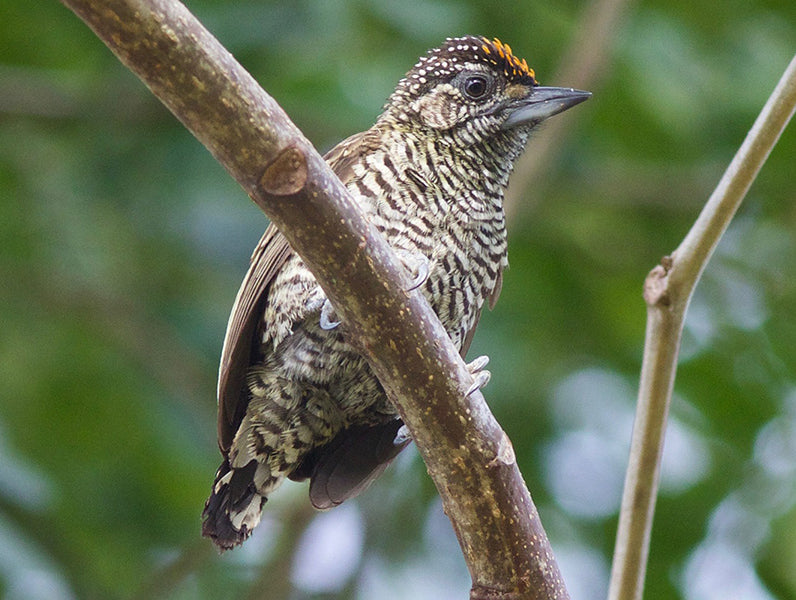 Golden-spangled-piculet, Picumnus exilis, Carpinterito Capirotado