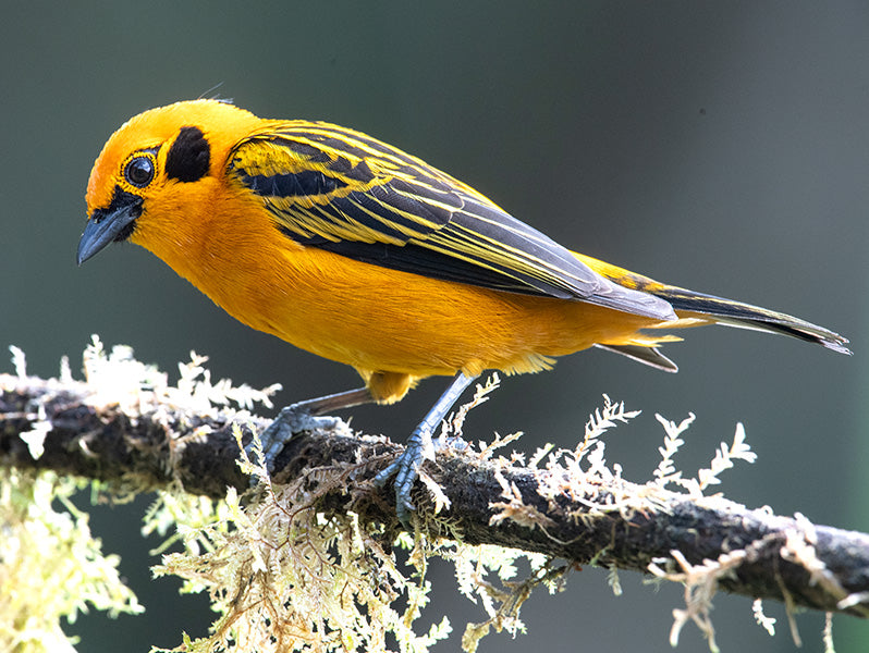 Golden Tanager, Tangara arthus, Tangará Dorada
