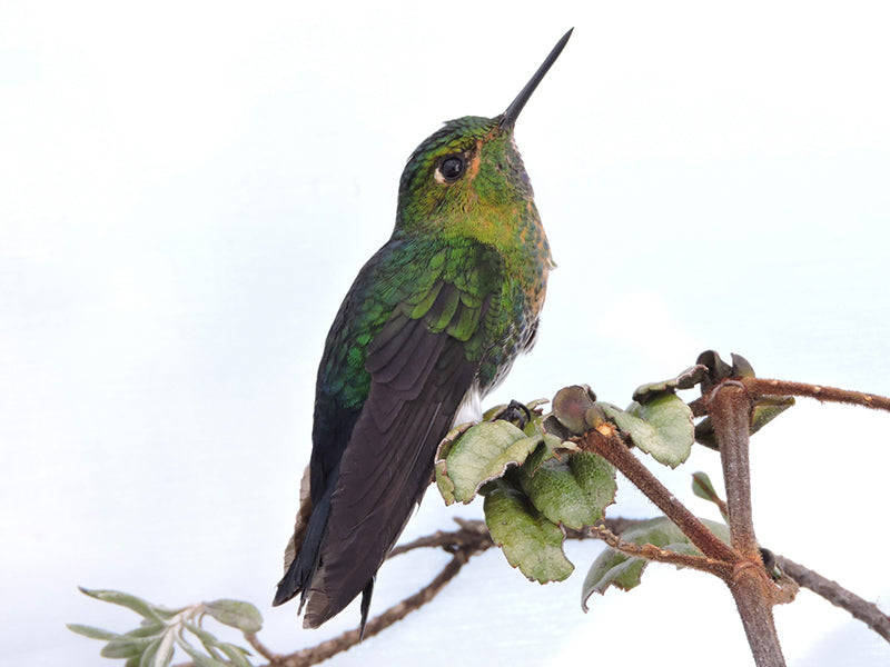 Gorgeted Puffleg, Trochilidae, Eriocnemis isabellae, Zamarrito del pinche