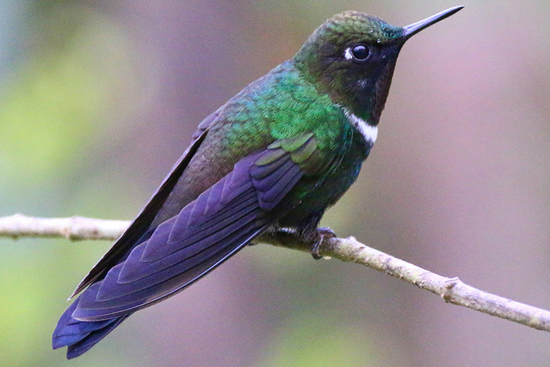 Gorgeted Sunangel, Heliangelus strophianus, Ángel Nariñense