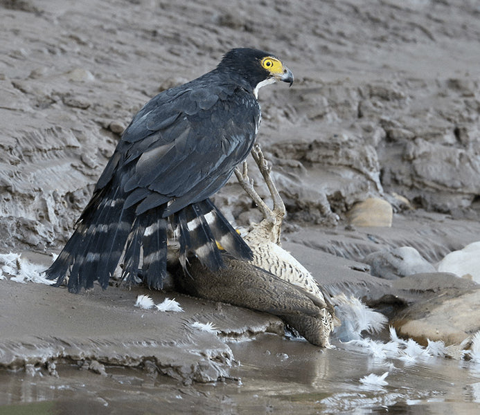 Gray-bellied Hawk, Accipiter poliogaster, Azor Selvático