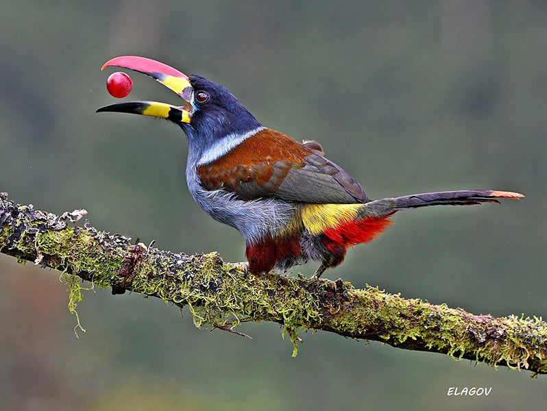 Gray-breasted Toucan, Andigena hypoglauca, Terlaque Andino