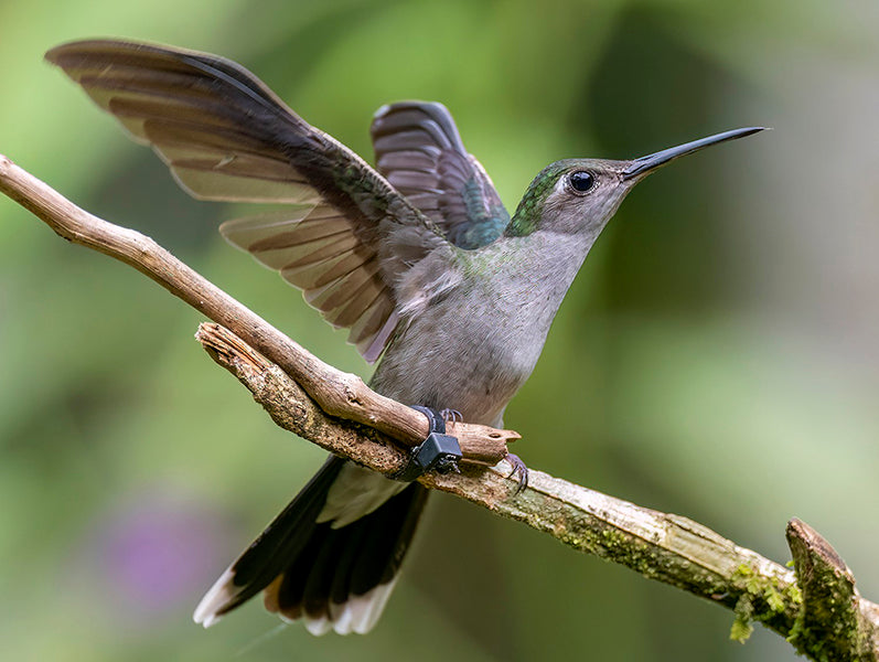 Campylopterus largipennisSpanish name: Ala-de-sable Pechigris