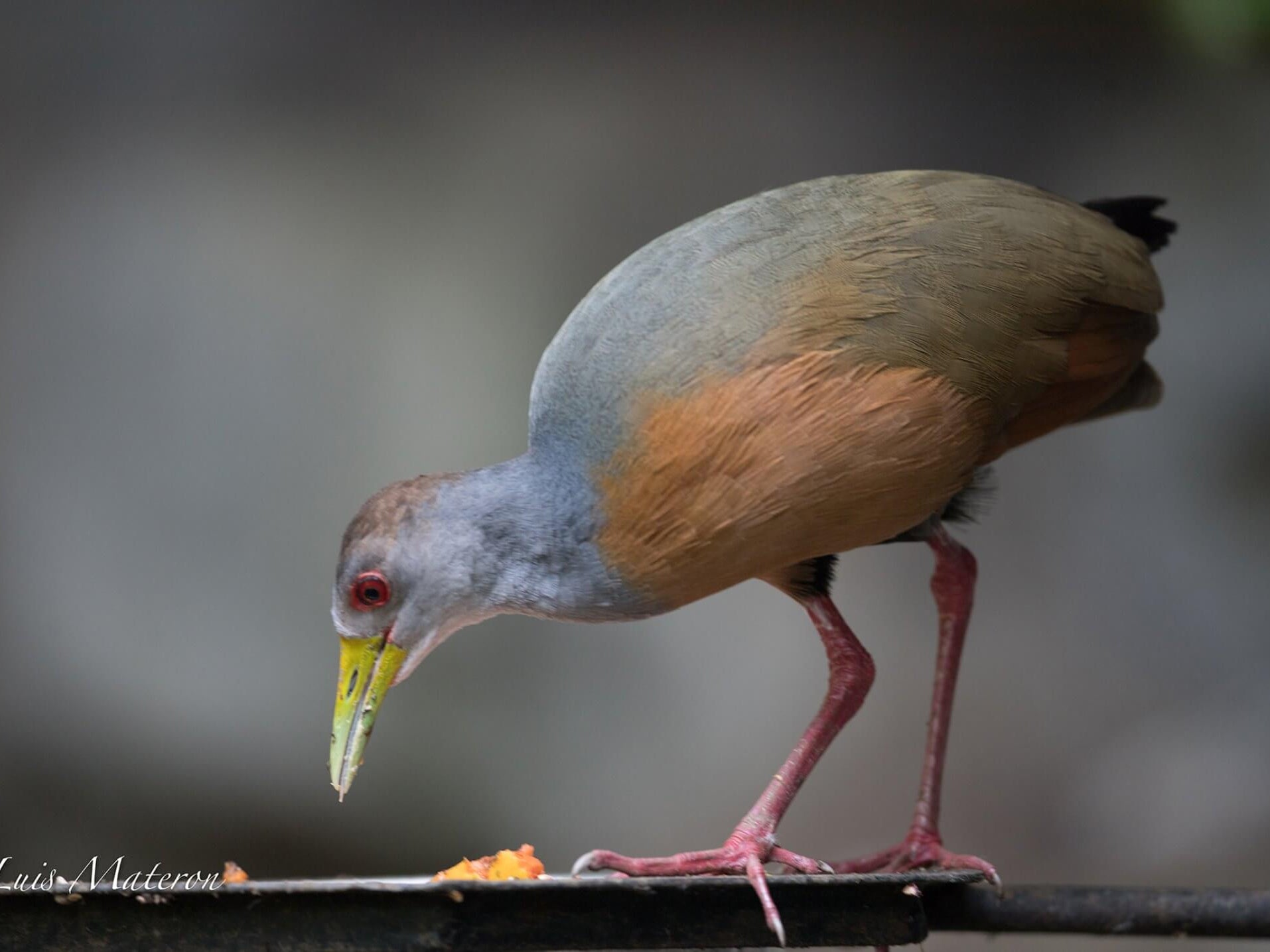 Gray-cowled Wood-rail, Aramides cajaneus, Chilacoa Colinegra
