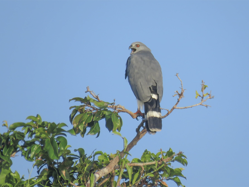 Gray Crane Hawk, Geranospiza (caerulescens) caerulescens, Aguila Zancona Gris
