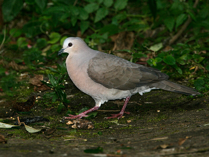 Gray-fronted Dove, Tórtola frentiblanca, Leptotila rufaxilla