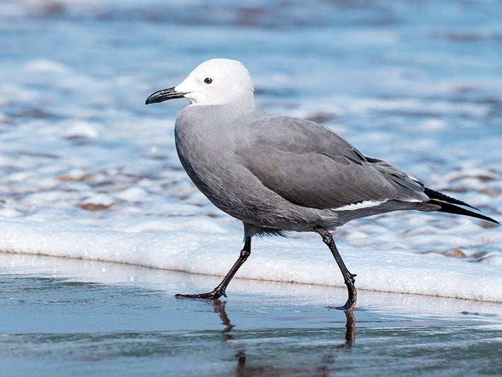 Gray gull, Leucophaeus modestus, Gaviota Gris