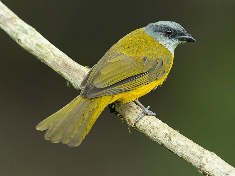Gray-headed Tanager, Eucometis penicillata, Tangará Hormiguera Cabecigris