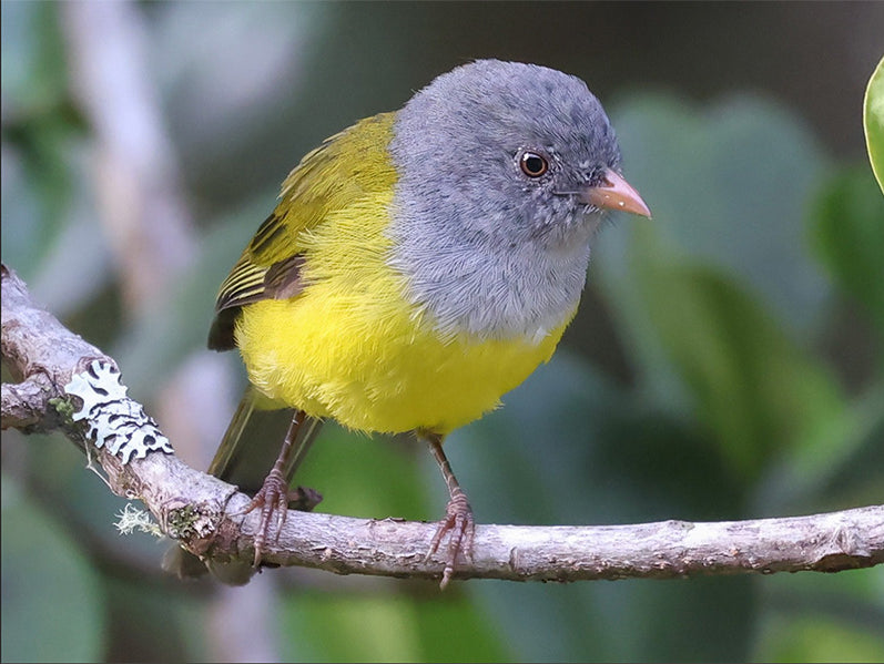 Gray-hooded-bush-tanager, Cnemoscopus (rubrirostris) rubrirostris, Montero Piquirrojo