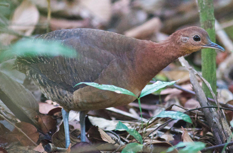 Gray legged tinamou