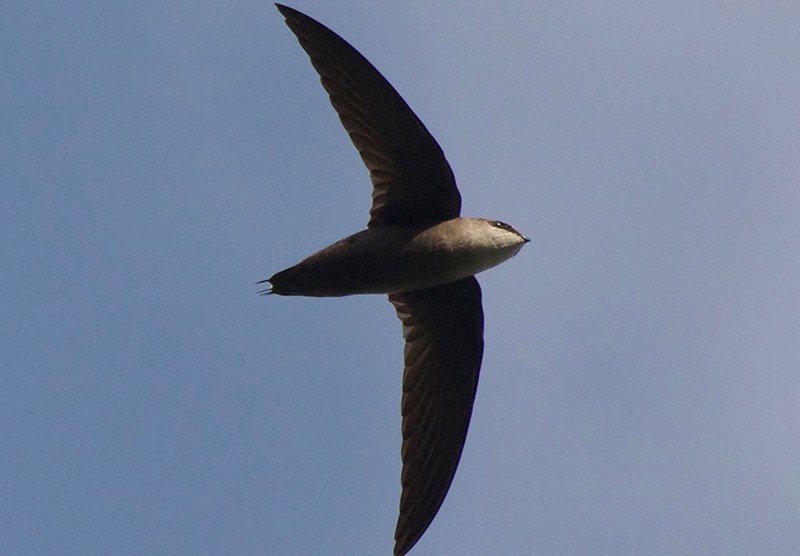 Gray-rumpedSwift, Chaetura cinereiventris, Vencejo Cenizo