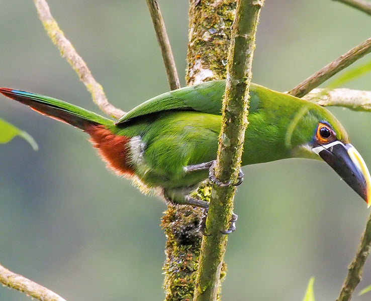 Gray-throated Toucanet, Aulacorhynchus albivitta, Tucancito Gargantigris