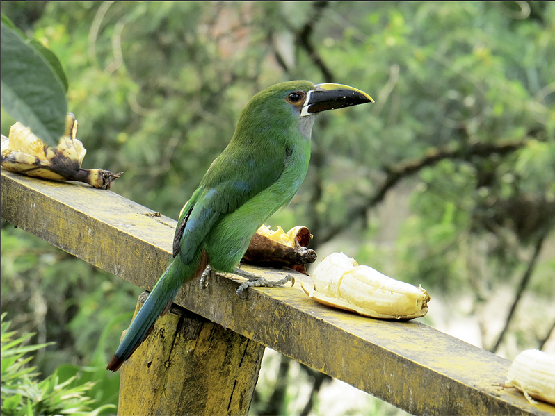 Gray-throated Toucanet, Aulacorhynchus (albivitta) phaeolaemus, Tucancito Gargantigris