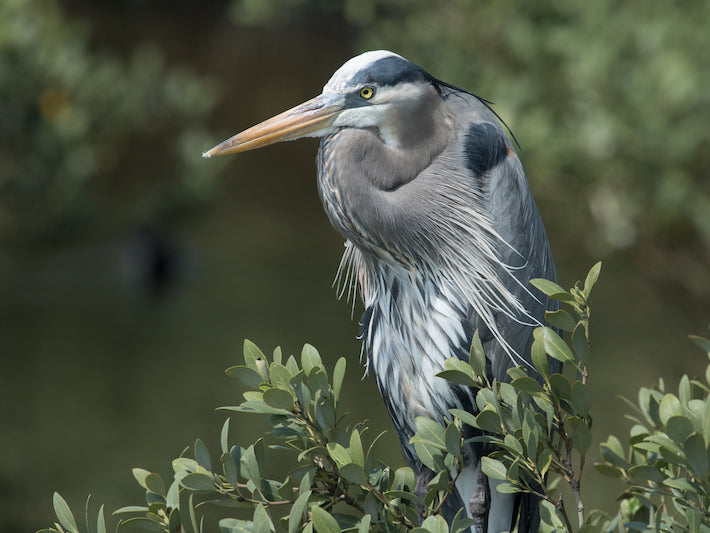 Great Blue Heron, Ardea herodias, Garzón Azulado