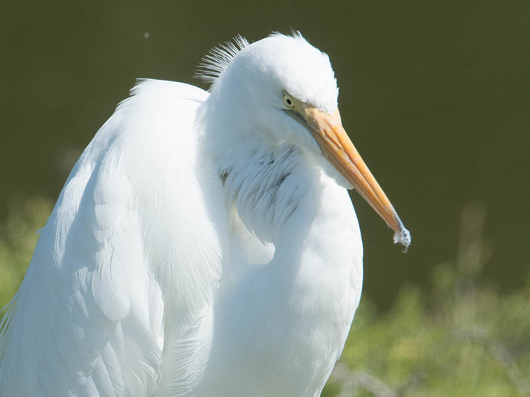 Great White Egret (Great Egret), Ardea alba, Garza Real