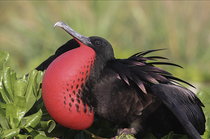 Great Frigatebird, Fregata minor, Fragata Alibandeada